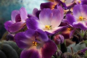 Saintpaulia, African Violet, purple and white Flowers