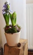 Hyacinth, potted Flowers indoor