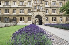 lavender alleys in front of college in Cambridge
