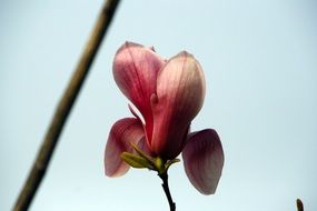 Growing magnolia flower in spring