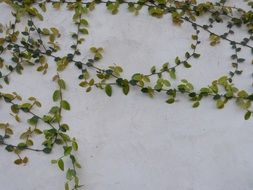 green vine on a white wall