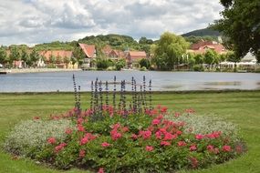 meadow with red flowers in the park