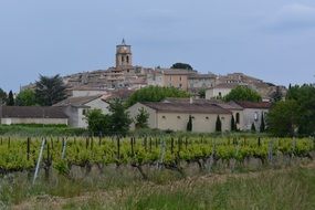 vineyards near the church