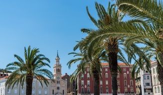 palm trees among the architecture of Split city in croatia