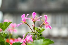 Pink geranium flowers blossom in spring