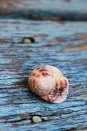 Shell of the snail on the wood