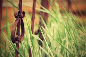 old iron fence of cemetery