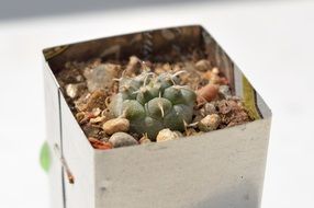 succulent cactus in a pot
