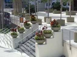 red potted flowers on the stairs in miami