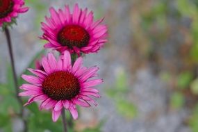 three purple flowers at blur background