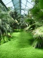 tropical jungle in inside the greenhouse under the glass