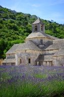 abbaye de sÃ©nanque with lavender field
