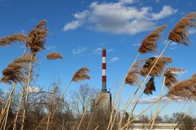dry cane on the background of an industrial plant with a chimney
