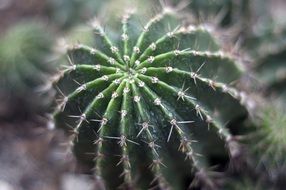 impeccably beautiful Cactus Succulent