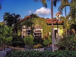 tropical plants in the garden and on the house