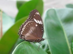 brown butterfly of Mainau island