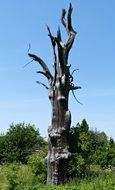old tree without branches