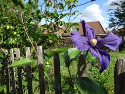 beautiful purple flower on the old fence