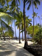green palm trees near trail, usa, hawaii