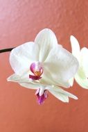 closeup picture of white orchid for flower therapy