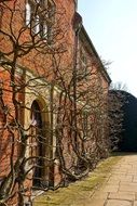 Facade Vines Climbing Growing