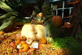 pumpkins decoration in the sunshine