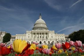 colorful tulips on the lawn near the white house on a sunny day