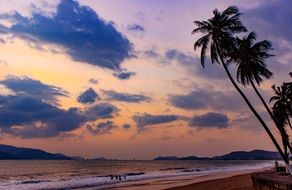 palm trees near the sea at dusk