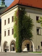 climbing plant on the facade of the Wawel Castle in Krakow