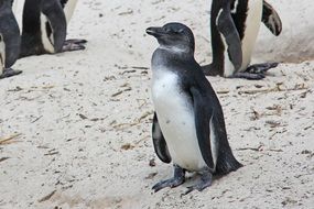 Penguin in Cape Town