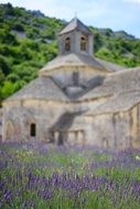 lavender cultivation in abbaye de sÃ©nanque monastery