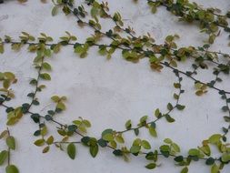 green vines on wall