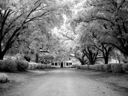 manor house trees