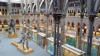 interior of museum of natural history, uk, england, Oxford