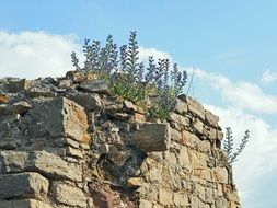 Flower On Ancient Wall