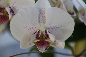 orchid close-up picture