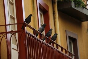 Pigeon on Balcony