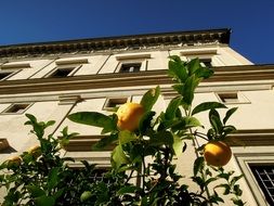 lemon tree near a city building in italy