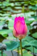 beautiful pink lotus bud on a green background