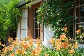 Home Flowers Terrace