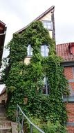 ivied house in Quedlinburg
