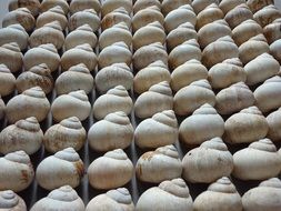 many snail houses close up