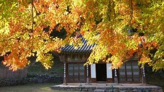 Autumnal Magoksa