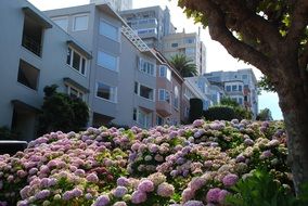 hydrangeas in front of downtown buildings in San Francisco