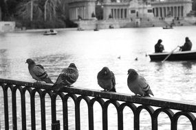 monochrome picture of pigeons on a fence in Madrid at winter