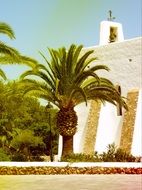 Palm Ibiza Spain