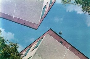 Pigeon on the building