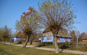 trees in the dacha village in Poland