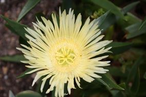 South Africa Cape Town flowers