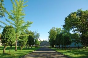 path in a park with green trees in japan